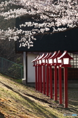 桜と灯籠