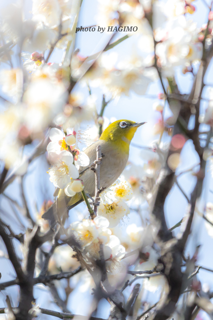 春よこいこい