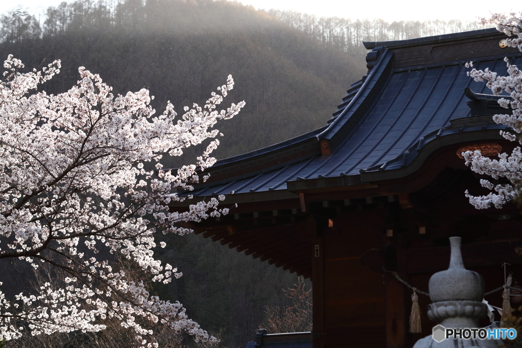 桜と神社