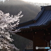 桜と神社