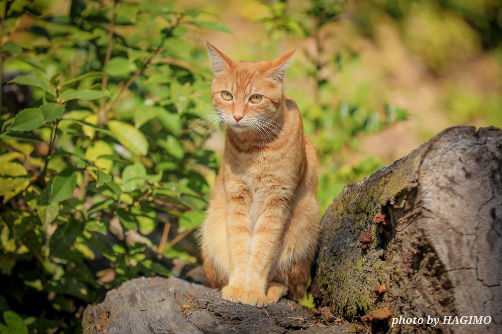 かしこかしこかしこまりましたかしこねこ