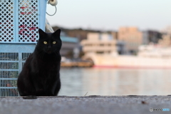 黒猫のヴィズ ２