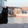 黒猫のヴィズ ２