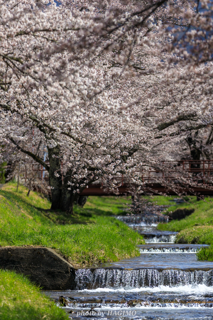 観音寺川の桜 ３