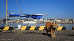 海と猫