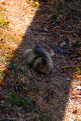 闇に紛れる狩猫