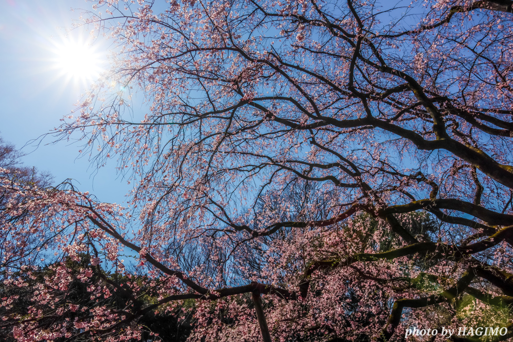 花冷えの候  ～六義園より～