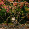 ツツジと私