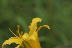Broad dwarf day lily