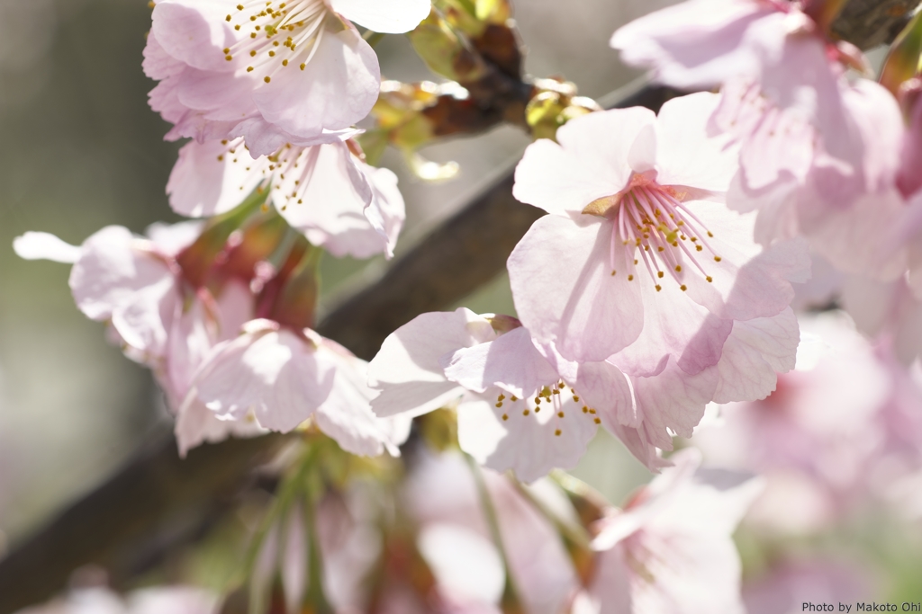 Prunus x kanzakura cv. Oh-kanzakura