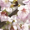 Prunus x kanzakura cv. Oh-kanzakura