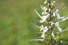 cat’s whiskers