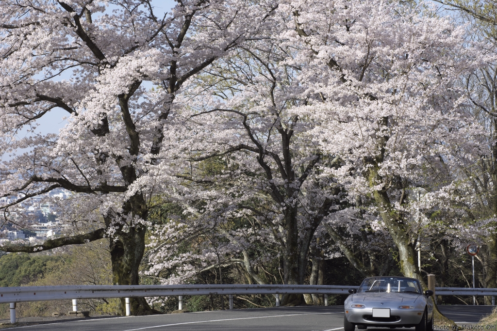 桜＆愛車　～奈良奥山ドライブウェイにて～