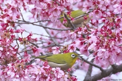 オカメ桜に集う