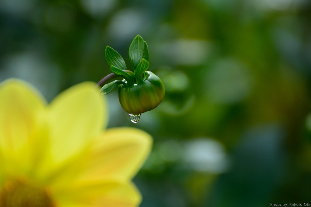 水も滴る