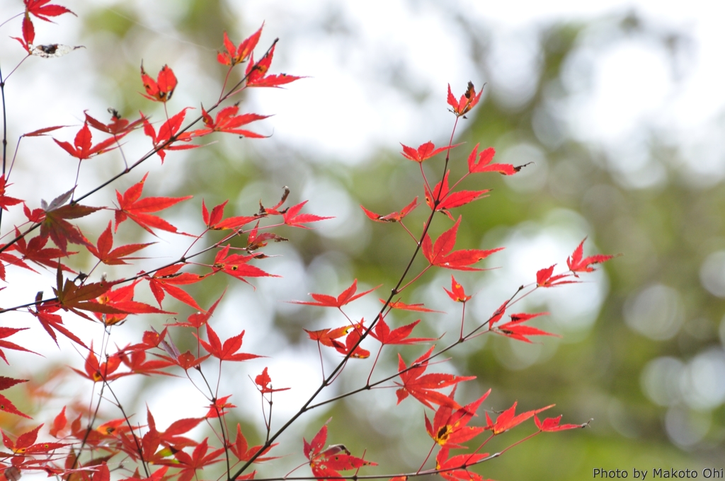 木漏れ日と紅葉