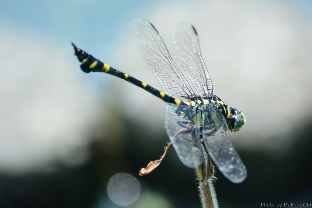 Ictinogomphus pertinax