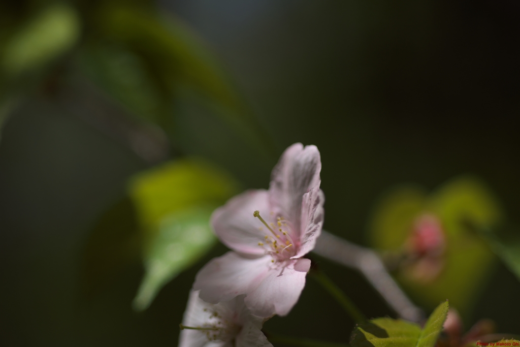 桜