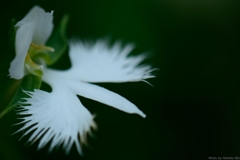 繊細