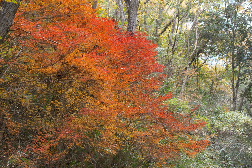 ドウダンツツジの紅葉