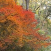 ドウダンツツジの紅葉