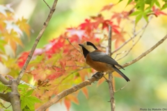 ヤマガラさん、紅葉狩り