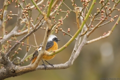 天然の鳥籠