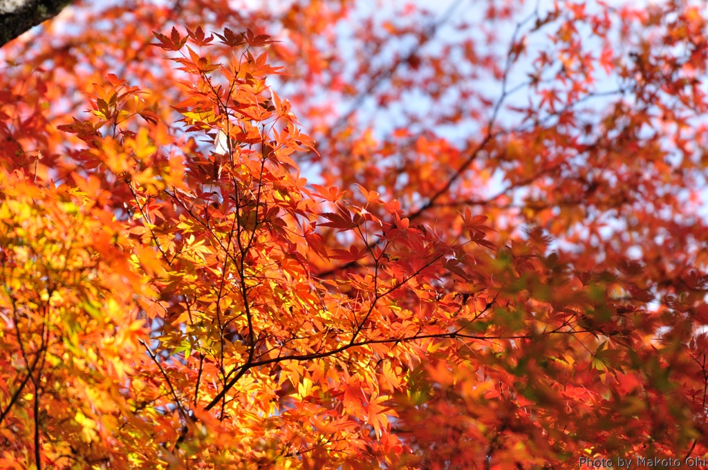 紅葉の彩り