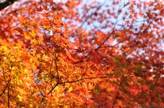 紅葉の彩り
