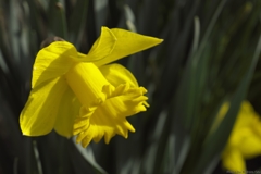 daffodil（ダッフォディル）