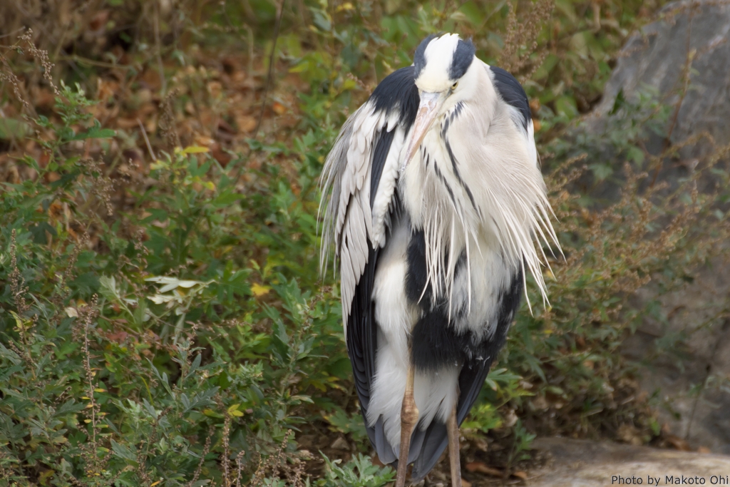 仙人？仙鳥？
