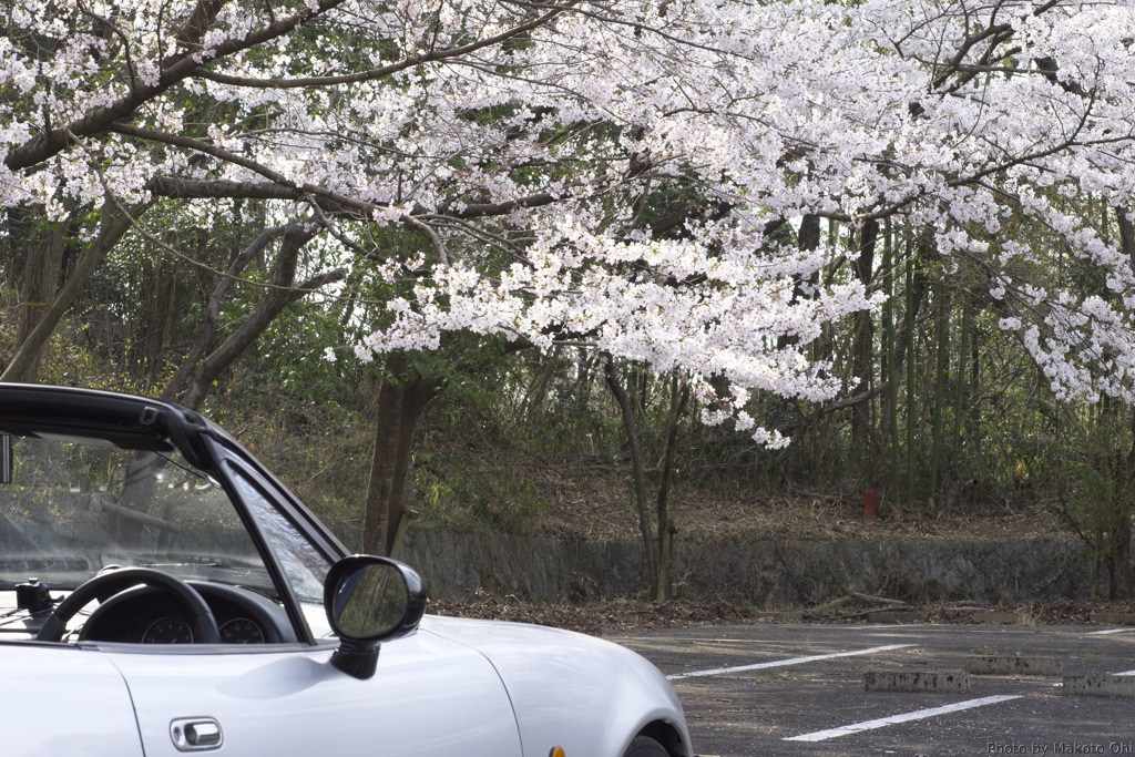 くろんど池の桜と愛車