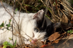 死んだように眠る