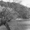 生命"力"