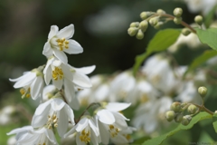 卯の花