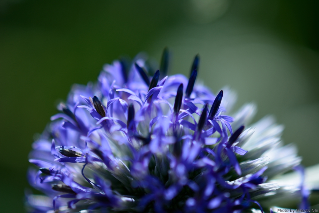 Small globe thistle