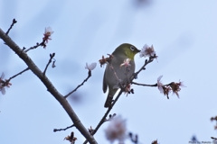 今シーズン初のサクラジロー