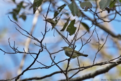 復旧した『むろいけ園地』で野鳥