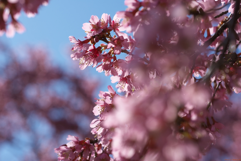 オカメ桜