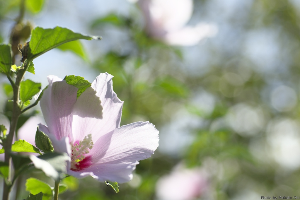 陽射しを浴びて