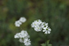 白い花