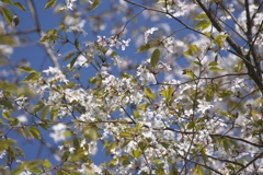 今シーズン最後の桜