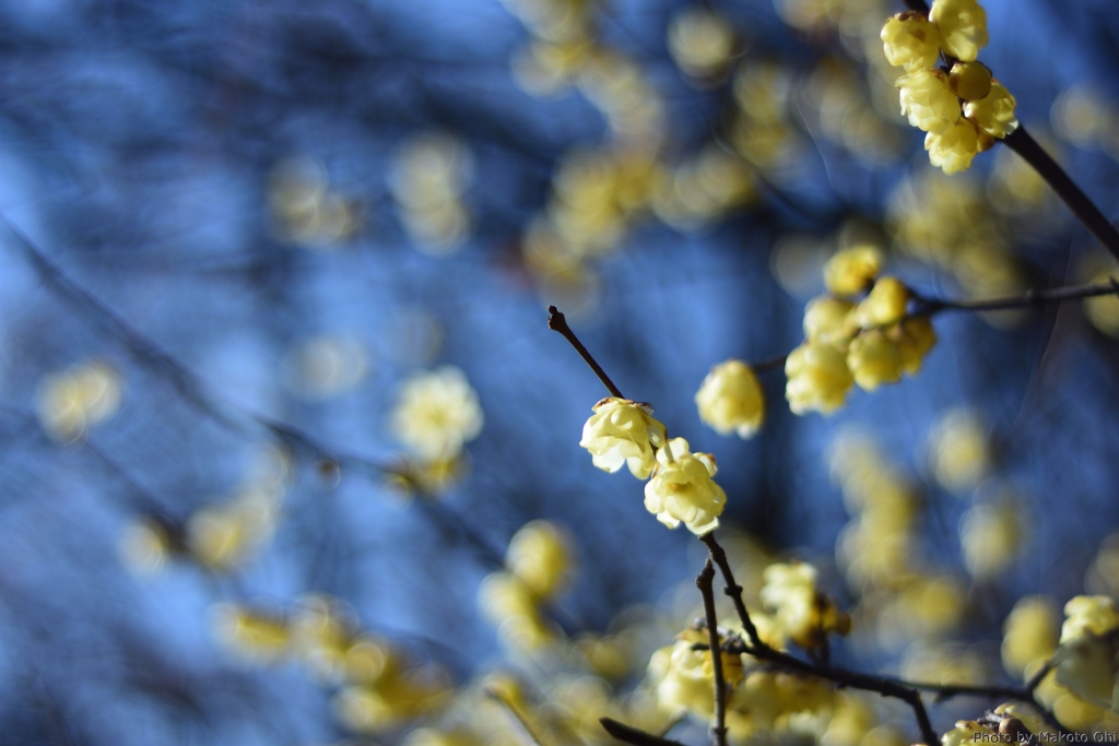 花の輝き