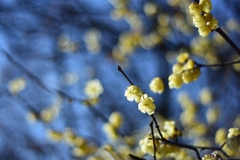 花の輝き