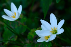 Fairy lily