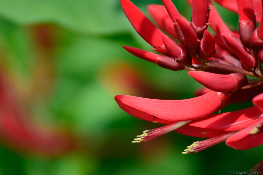 Erythrina x bidwillii