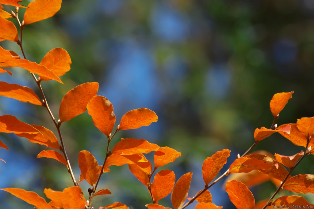 オレンジ色の秋