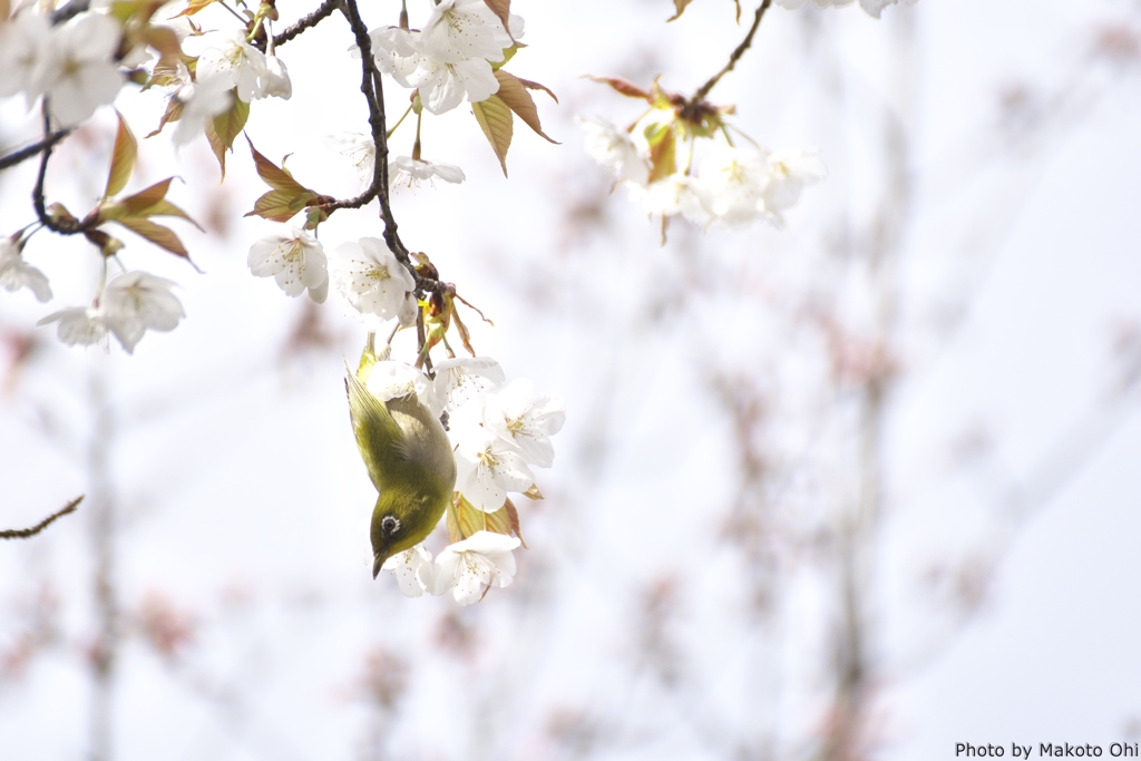 桜の中にメジロ