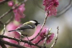 桜の中にシジュウカラ