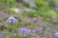 悲しみの花嫁